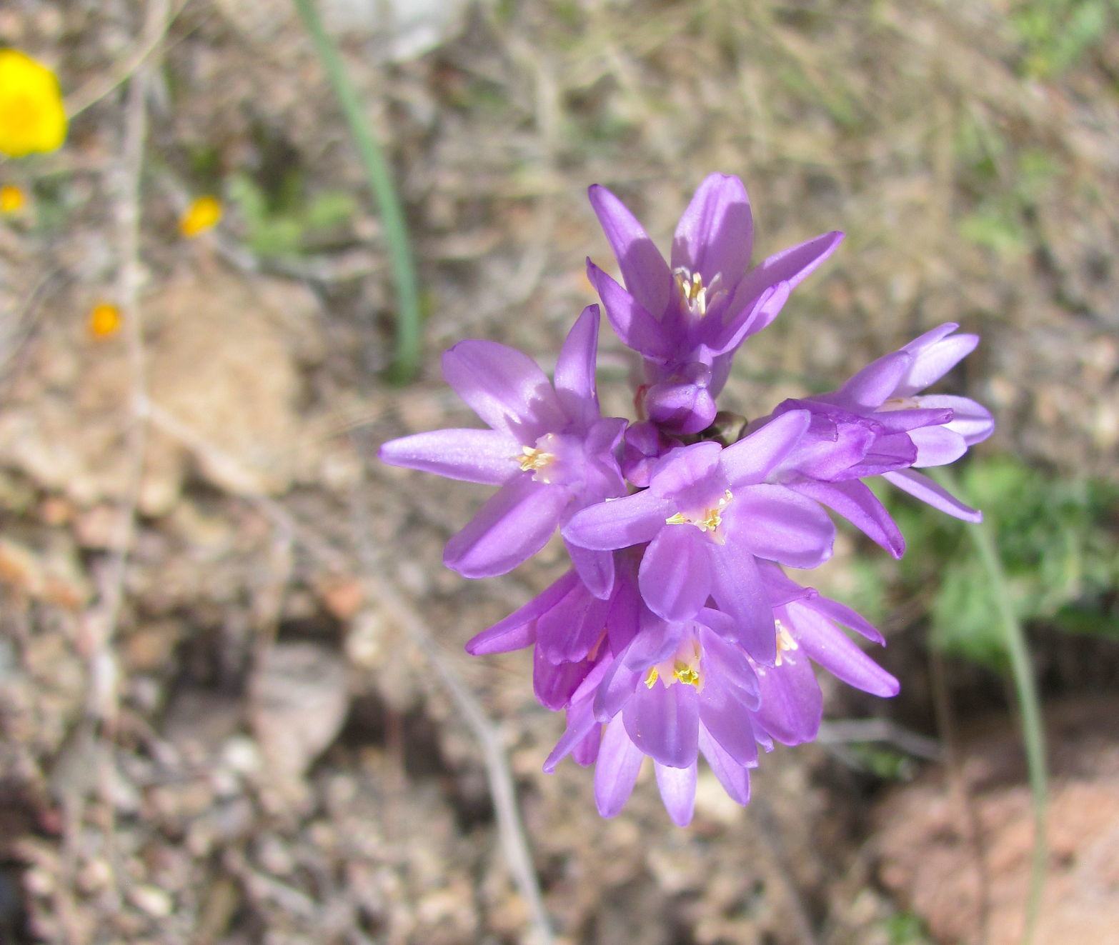 Purple bloom